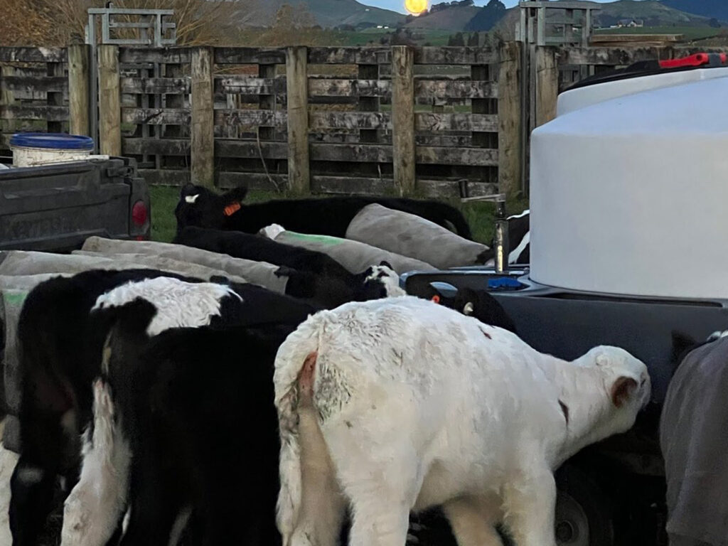 puahue community hall waikato events hire 13